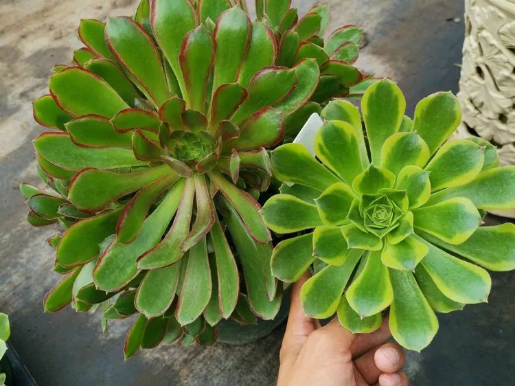 法师新品:青翠欲滴"檬"动我心,青檬法师育繁记