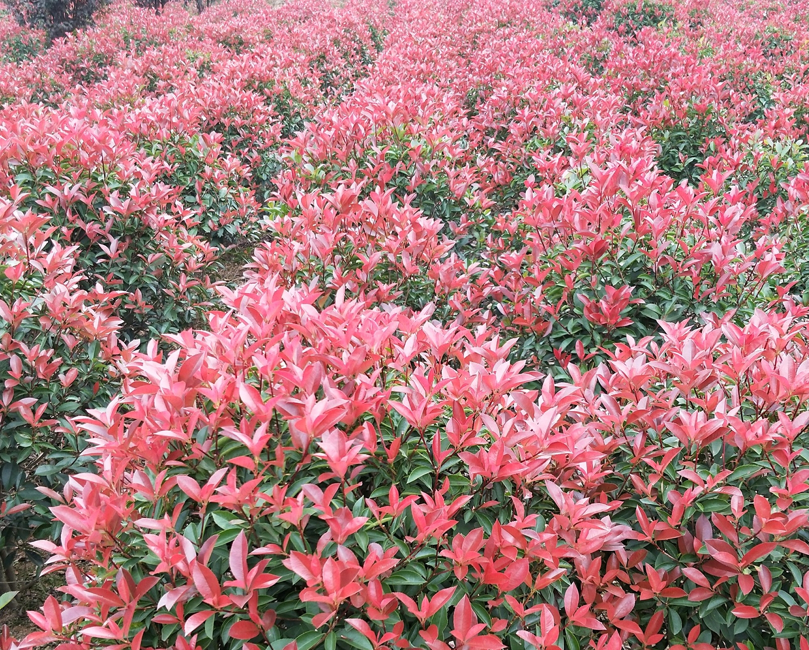 开花有生命味道的石楠花，为什么被绿化者青睐，4个原因算是解释