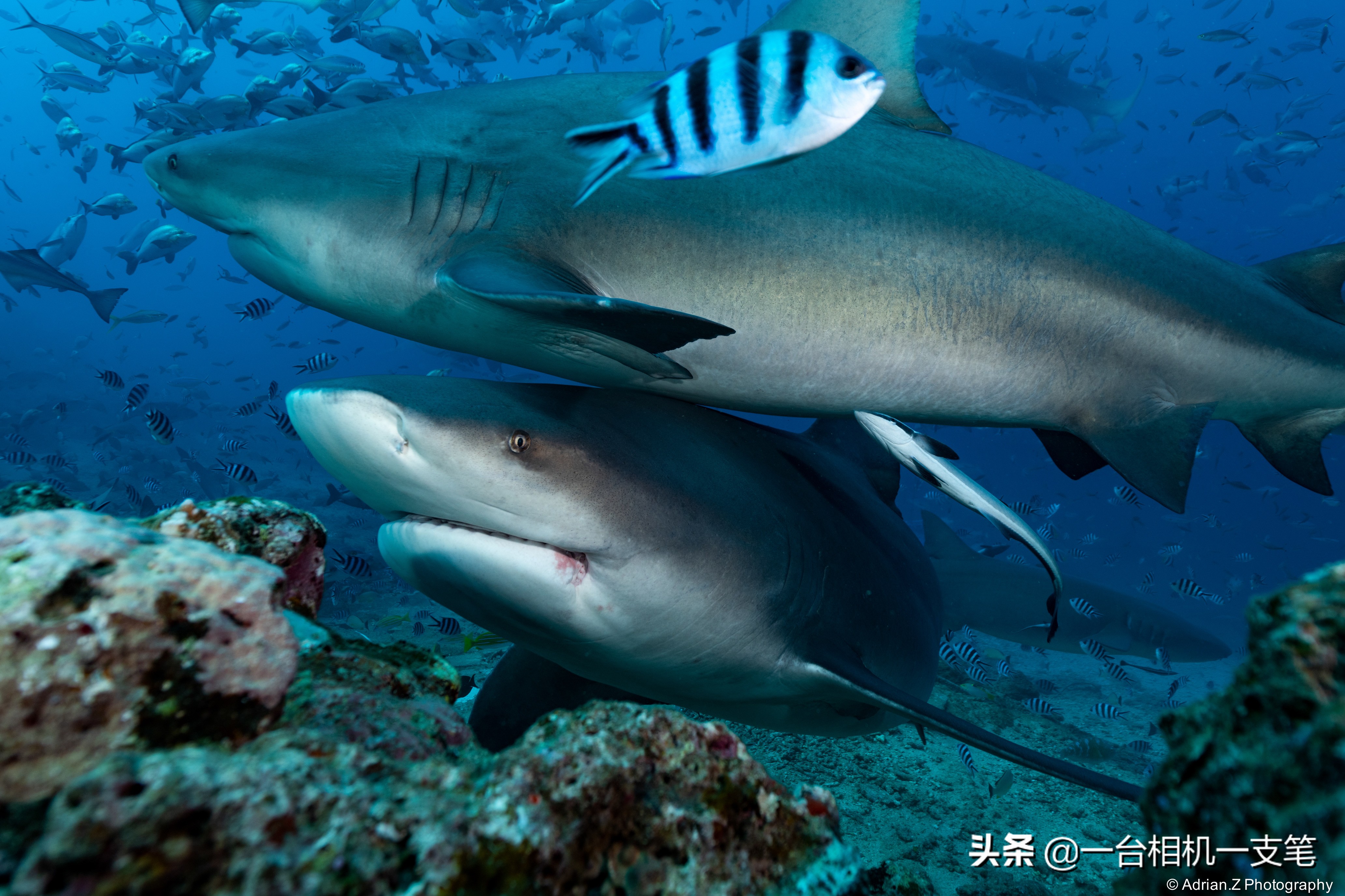 全球五大观鲨圣地赏五种罕见鲨鱼,大海中超刺激的相遇时刻