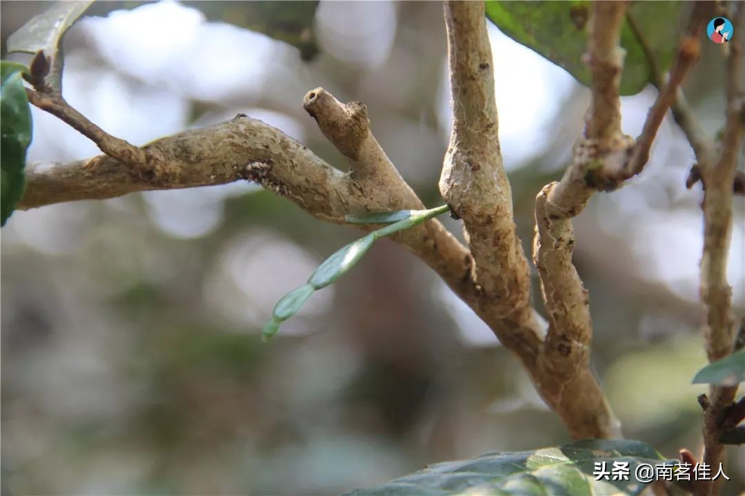 只要99！《南糯山·螃蟹脚》：药香高扬，清甜爽滑！加量不加价