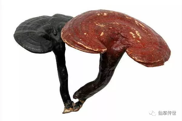 灵芝孢子粉食用方法及上火问题解答