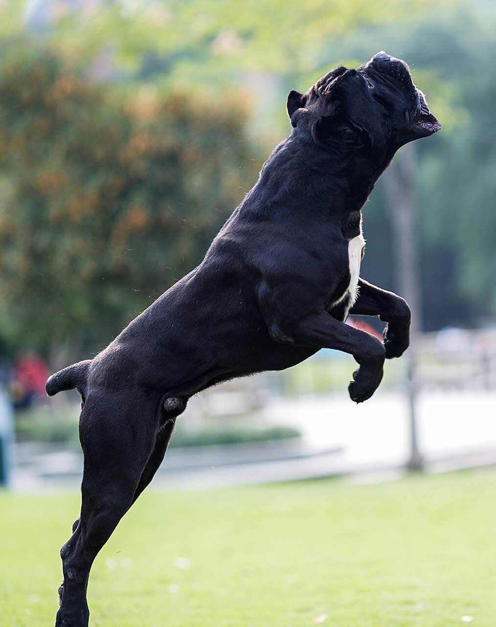 卡斯罗犬的优点和缺点(卡斯罗惨遭嫌弃的原因)