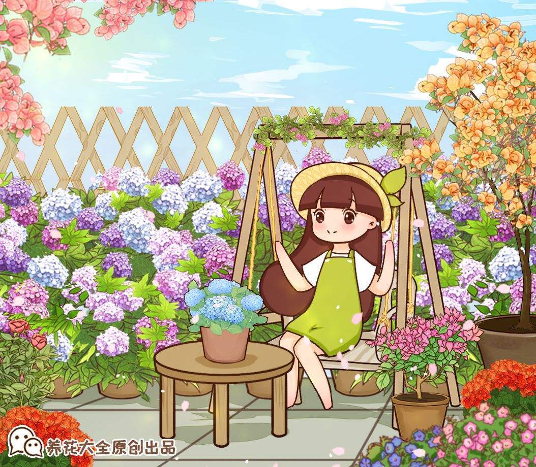 绣球花的养殖方法和注意事项，掌握这几点，花球又大又鲜艳
