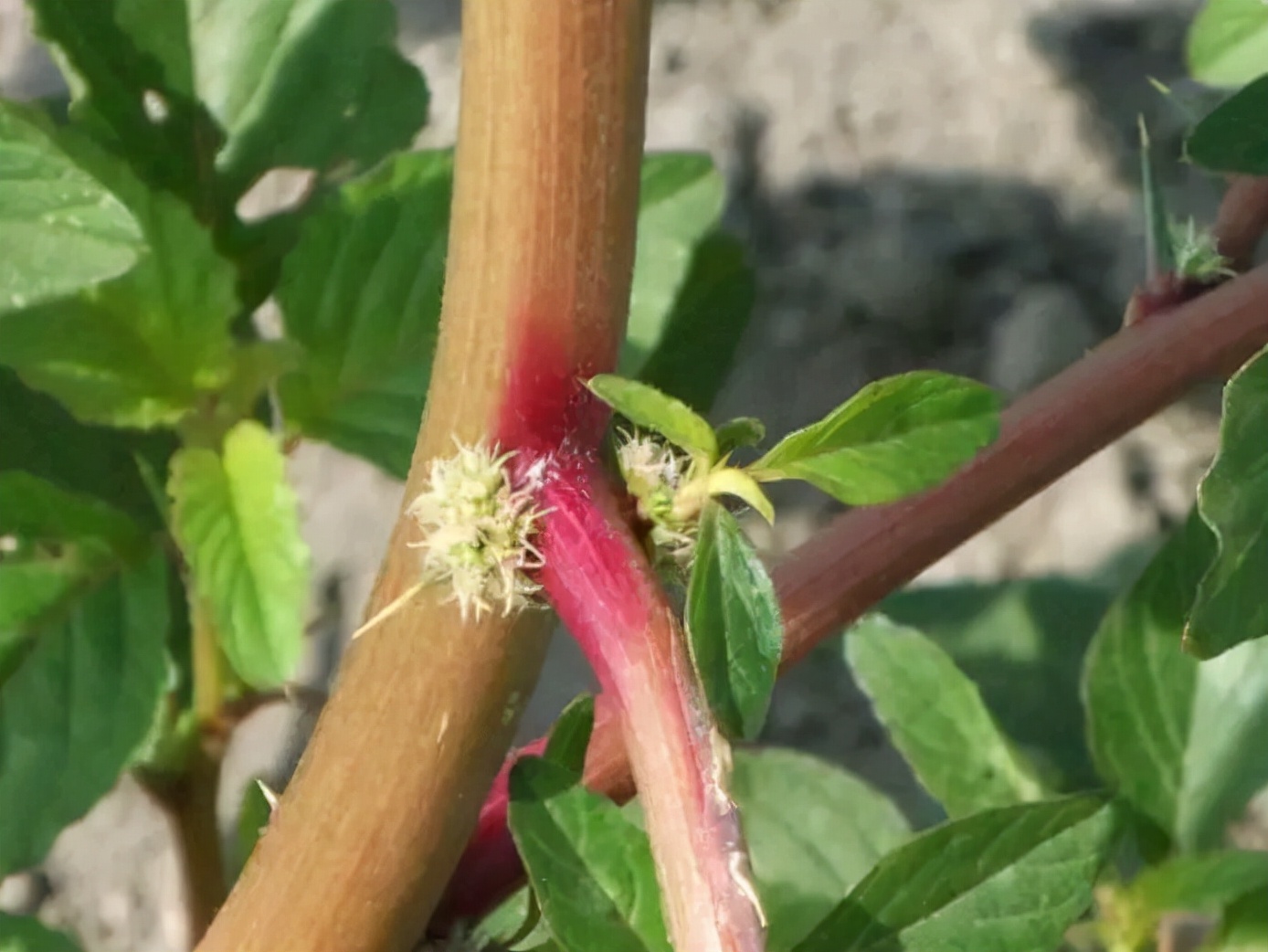 野菜大全图片及名称（图文讲解38种常见的野菜）