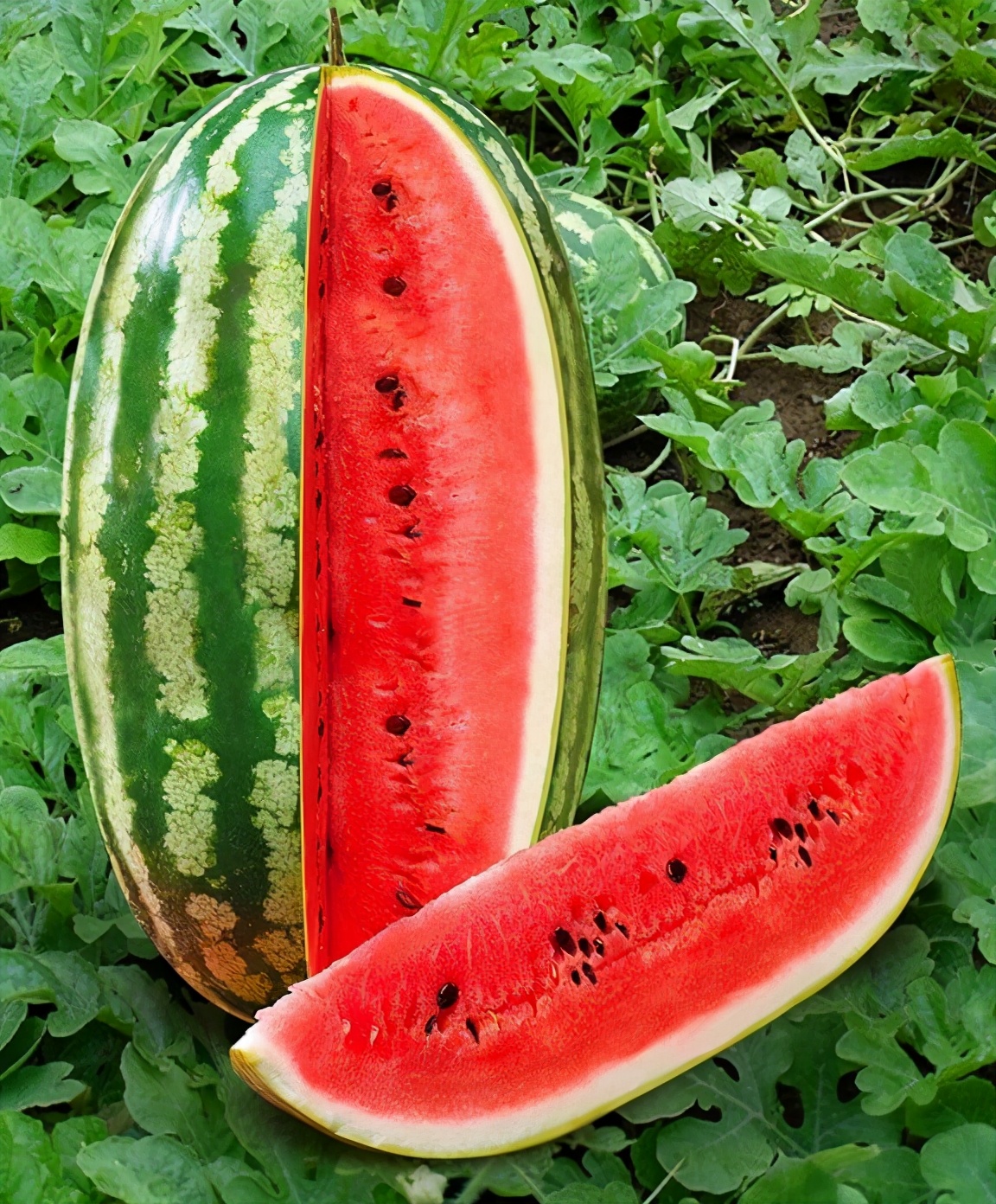 速度鱼雷是日光不足时温室栽培的最佳西瓜品种阿斯特拉罕是一种典型