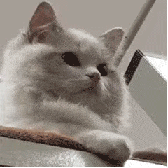 可爱猫猫表情包：努力工作，营业中