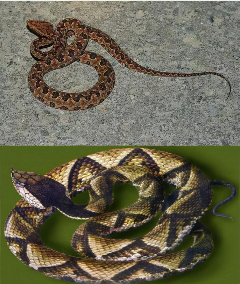 贵州一食堂惊现剧毒五步蛇!体型虽小,毒性却很猛,被咬了怎么办