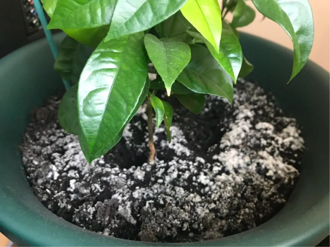霉菌是真菌还是细菌（几种方法清除都不用买杀菌剂）