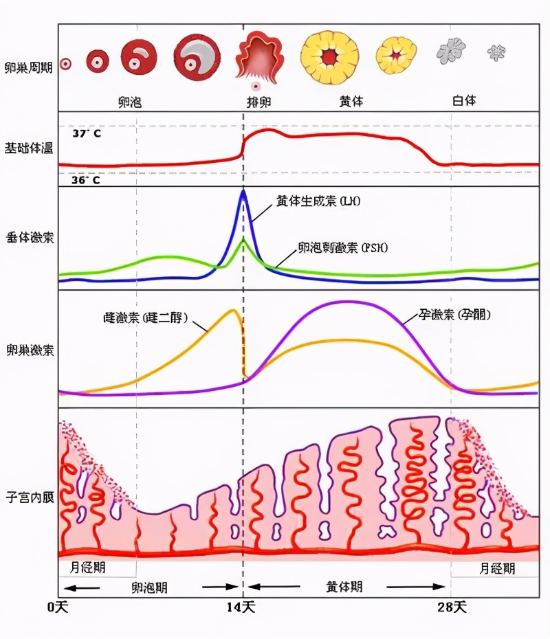 试管移植前的这些激素值——你都达标了吗？