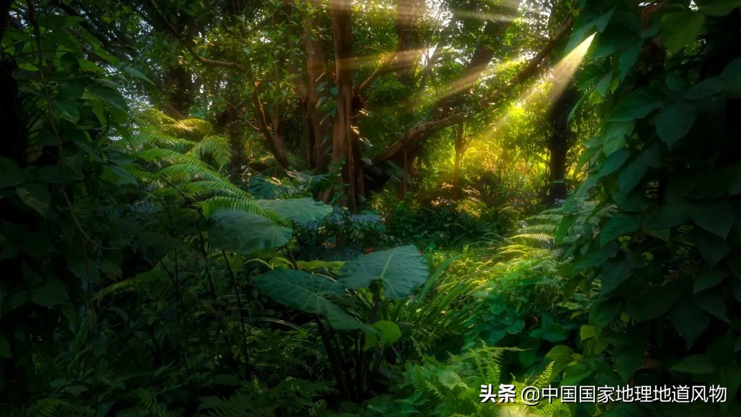 玫瑰、兰花、康乃馨，牡丹、杜鹃、山茶花，云南的花到底有多美？