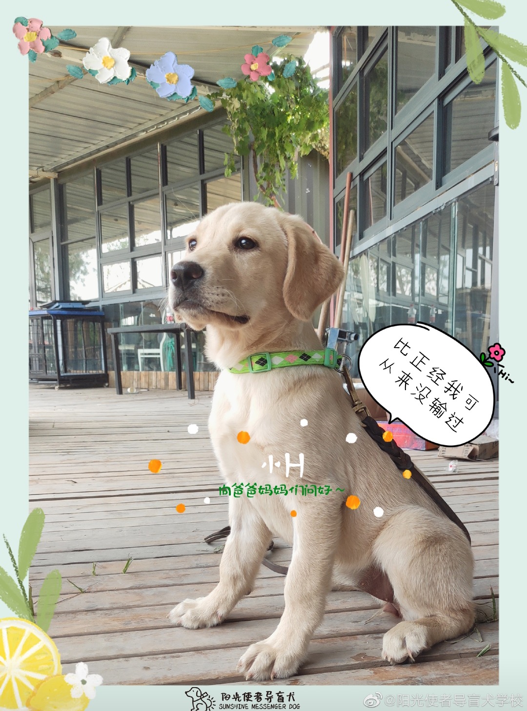 什么是2000万人关注的导盲犬基地？在这里，狗和志愿者才是主角