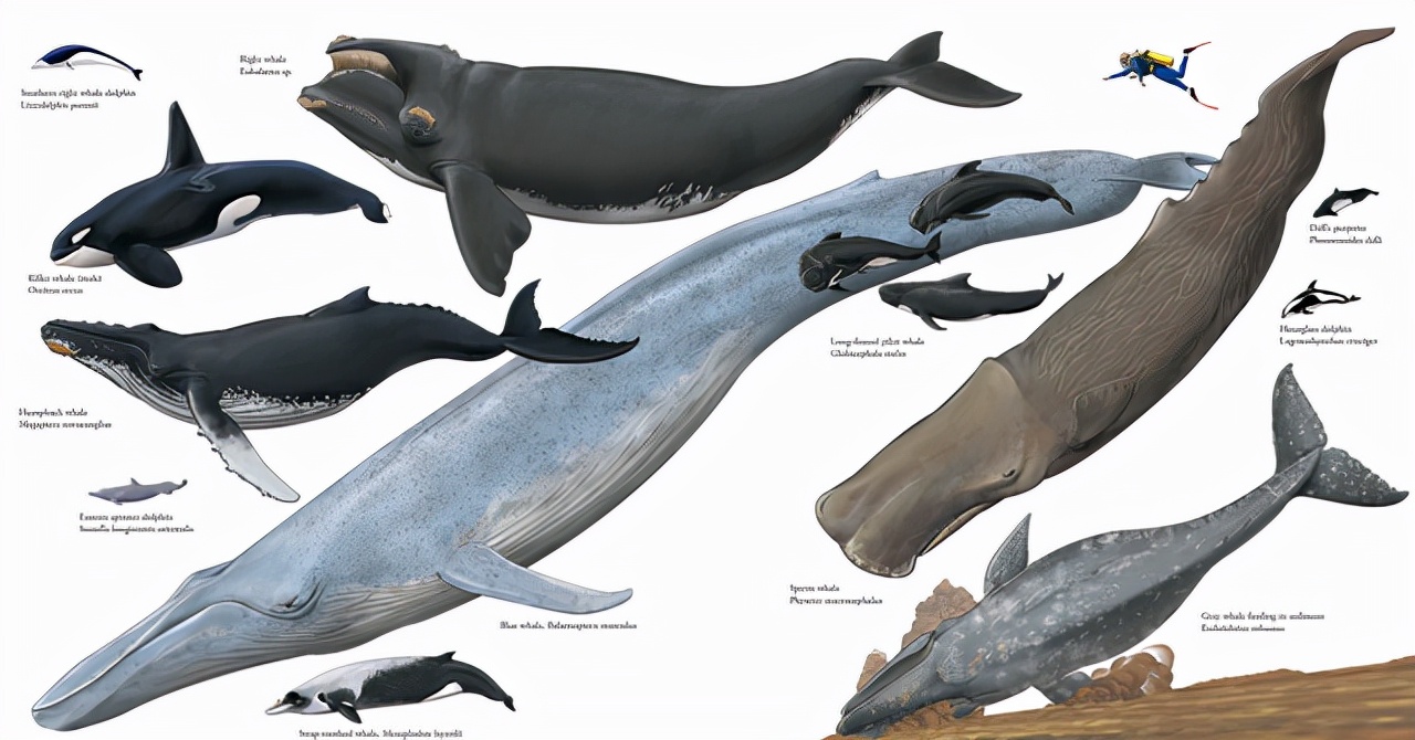 座头鲸的日常：吃饭，睡觉，打虎鲸！为啥座头鲸要和虎鲸过不去？