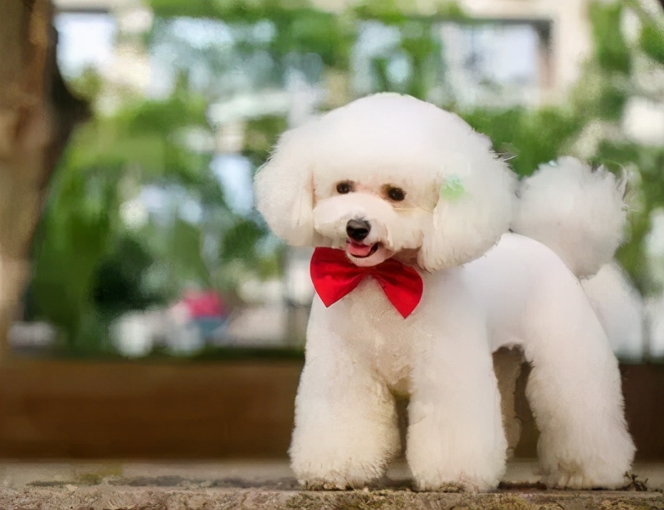 白色泰迪狗图片(泰迪常见的5种毛发颜色) - 赤虎壹号