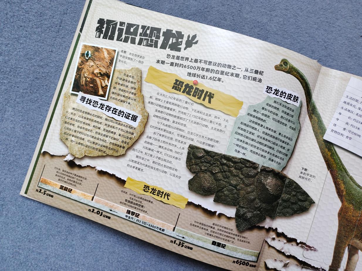 在辽宁省建昌县发现的蝴蝶龙，体长仅有12厘米。