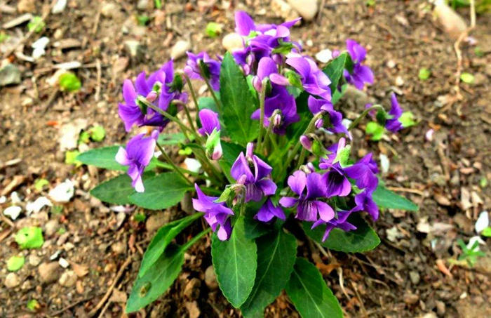 野外一種紫色花,都以為是野花其實價值高,名叫紫花地丁