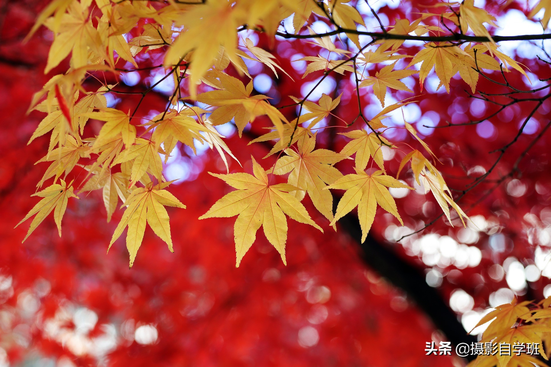 秋风扫过，落叶纷飞如金毯铺地