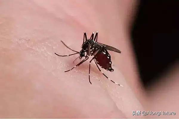 蚊子的寿命有多长，一般只有3-7天寿命？