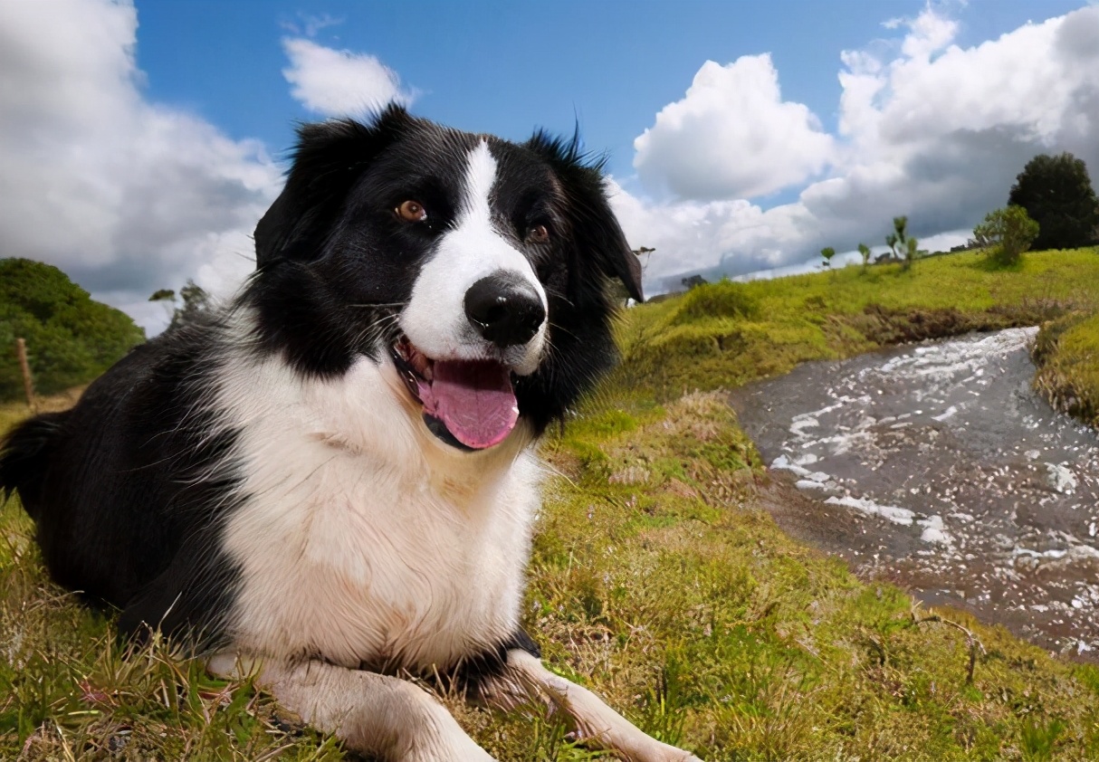 纯种边牧的脸型