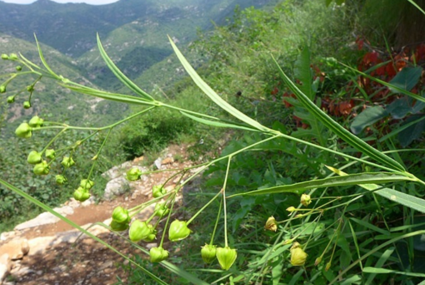 电视剧中常出现的十大“神奇植物”，有的还是人名，看你见过几种
