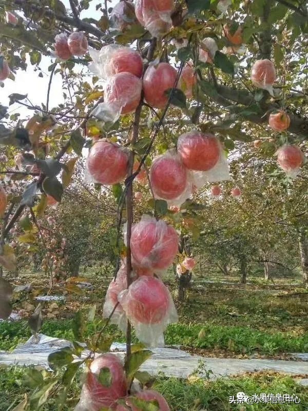 苹果成熟季节（23种苹果的品种产地及成熟时间）