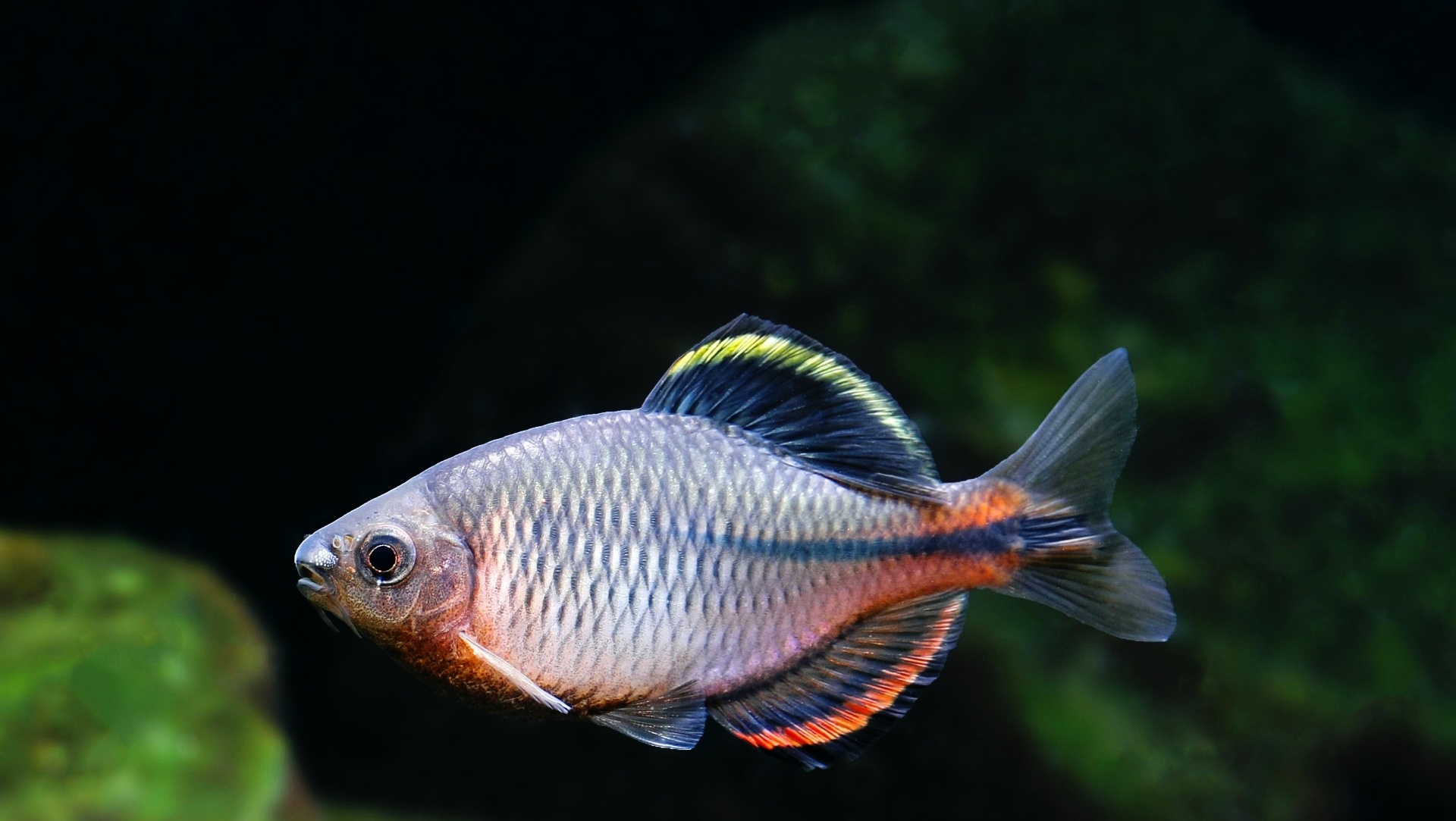 月亮鱼多少钱一斤多少(预算不超200元) - 价格百科