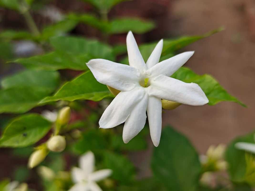 夜来香什么时候开花,夜来香什么时候开花的几点