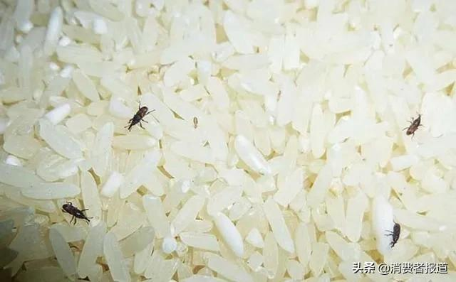 进口大米口碑报告：湄南河、仰慕香气迷人；这一款惊现“米虫”