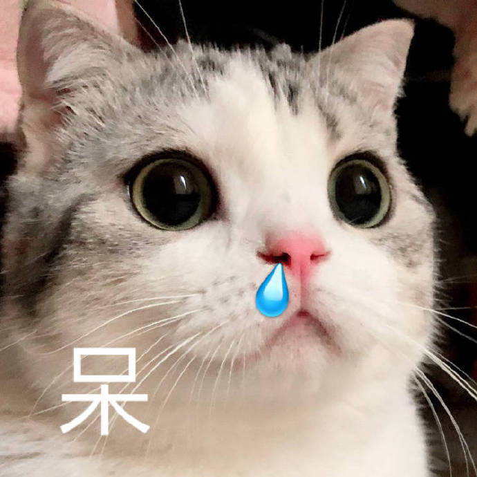 猫猫表情包合集｜你是猪头吗？