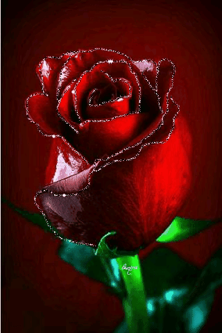玫瑰花颜色描写图片