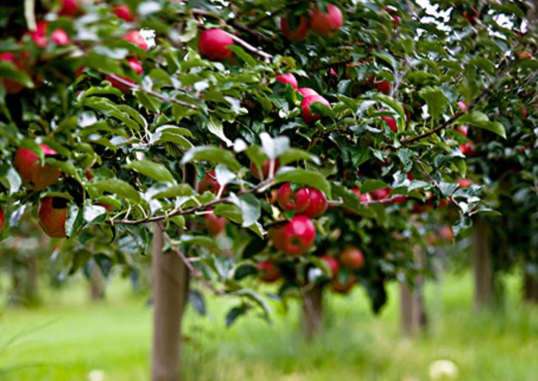 原创一百五十六：散文·四季之美