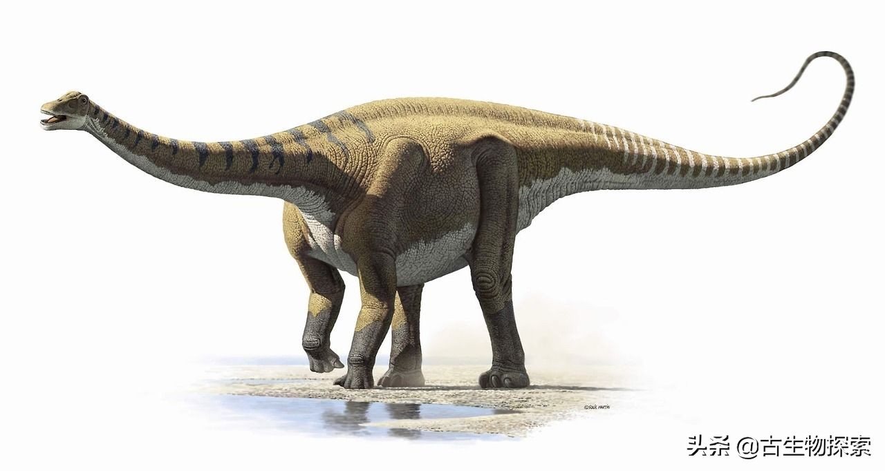 神话级的超级巨龙——2020巨型恐龙排行榜