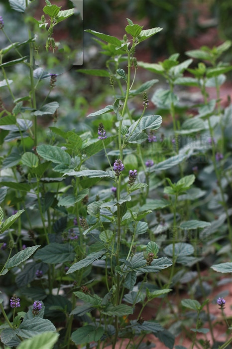 补骨脂来源产地为豆科植物补骨脂的果实.