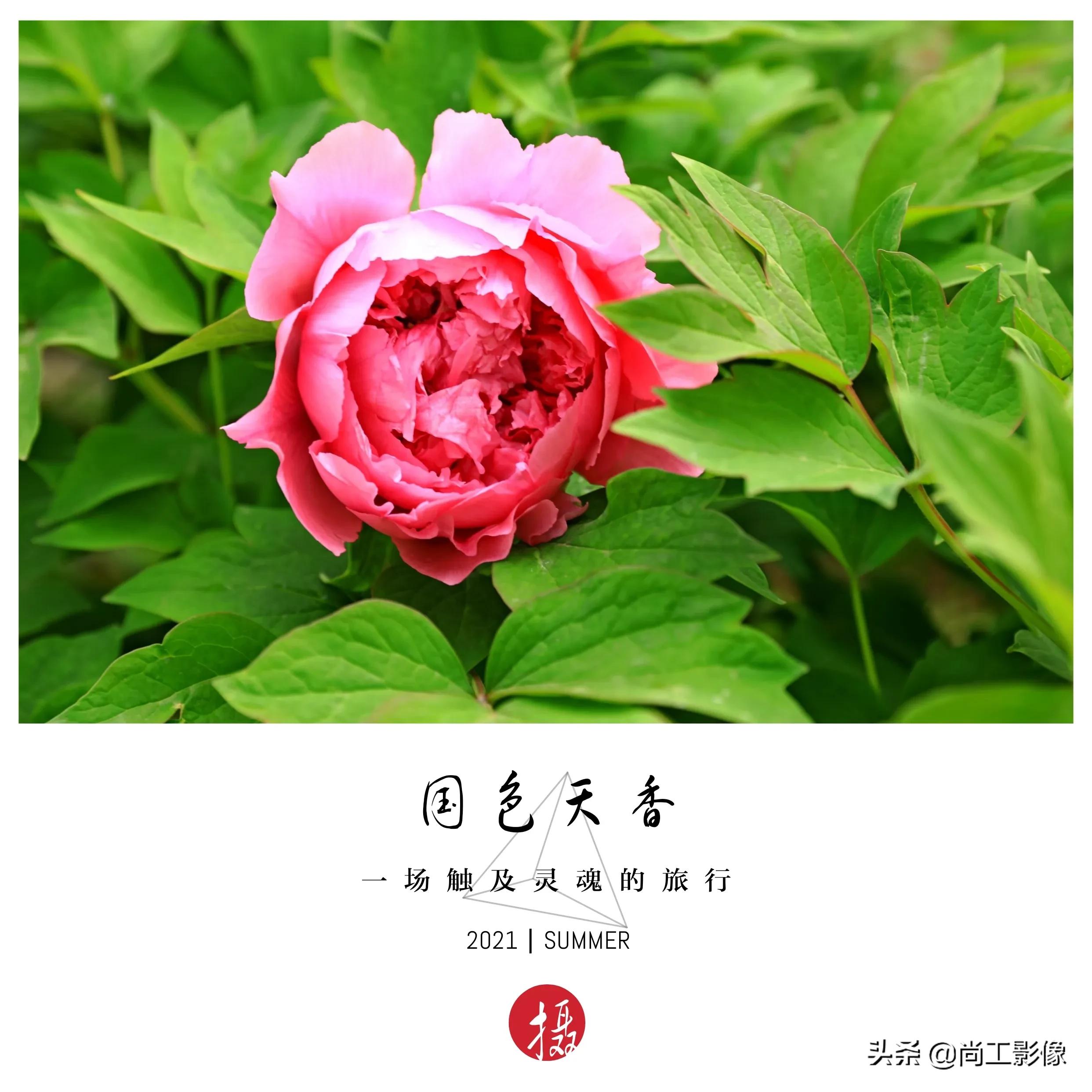 惟有牡丹真国色,花开时节惹人醉