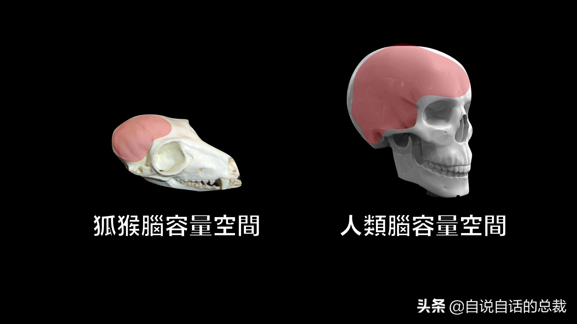 全世界的柠檬都读Lemon？这背后有一个刻在8号染色体上的上古故事