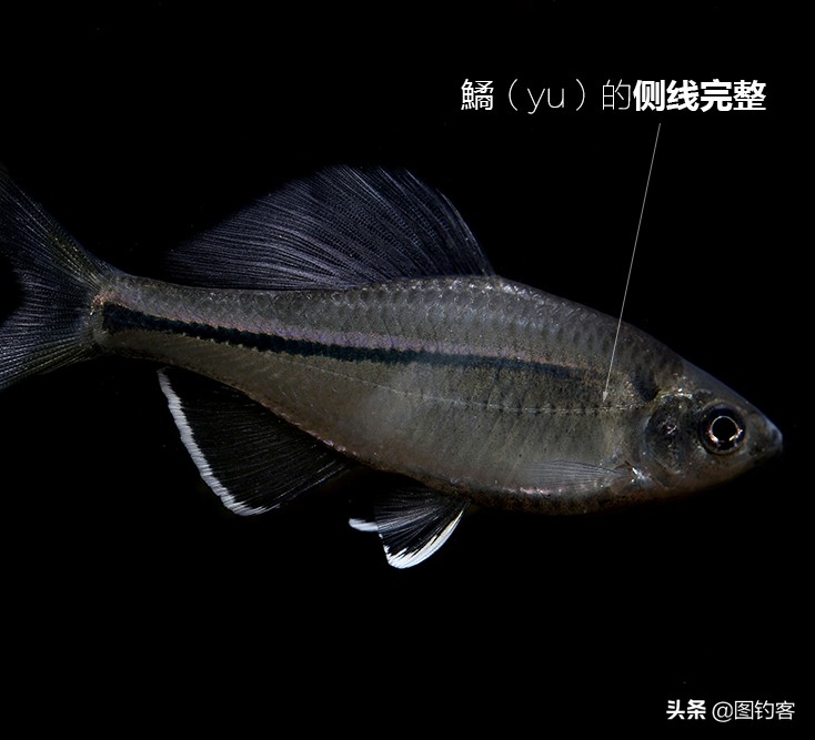 没有人不认识鲶鱼 但你知道大需要的鲱鱼呢 它们被称为 彝 一 雁槎鱼概述ii 有哪些种类的氡 如何选择适合自己品种的三种 花呢和蛞蝓 有什么区别 4 该属的鱼是如何饲养的 天天看点