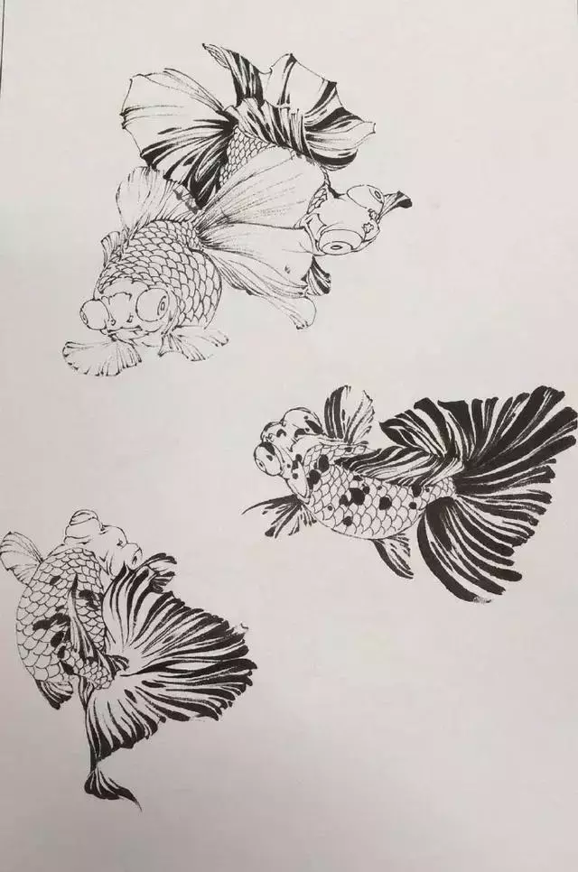 工笔画金鱼超详细,学习了!