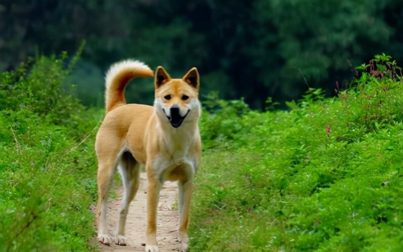 农村最佳护院犬图片