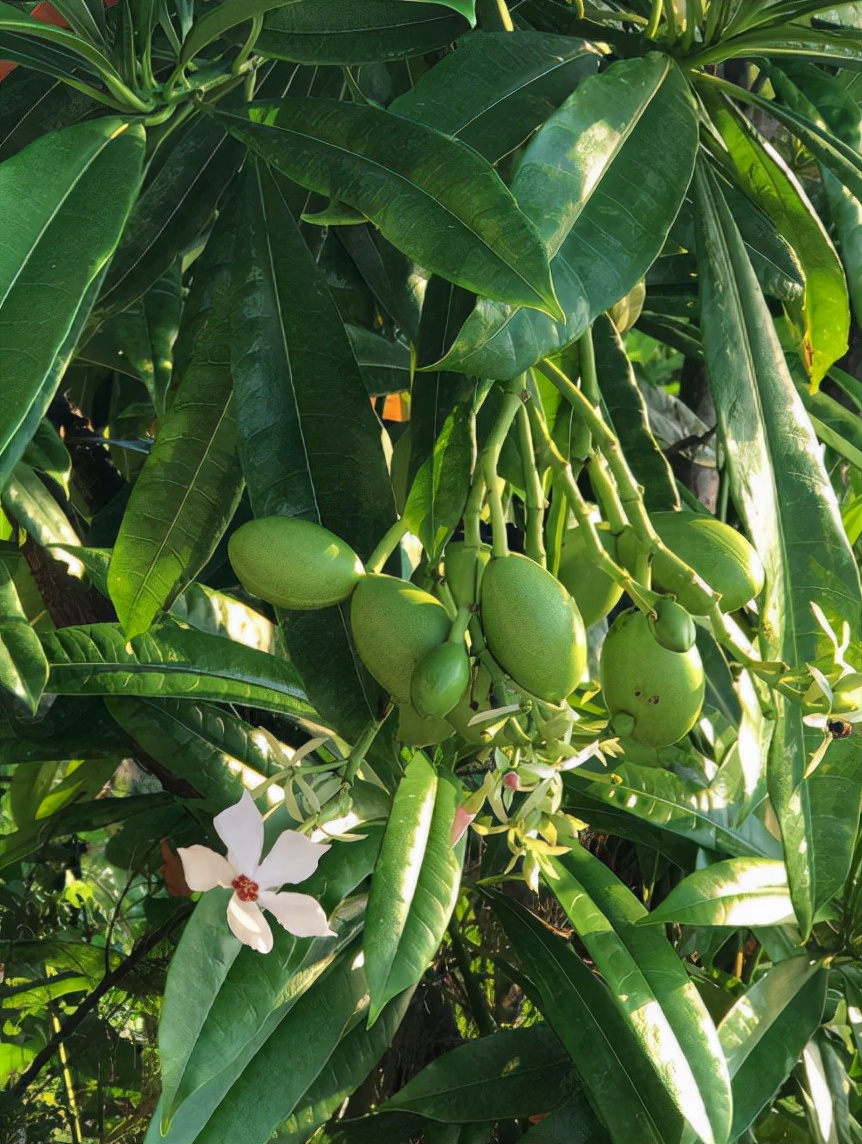漆树过敏多少天能自愈(认识植物界的) - 青木春