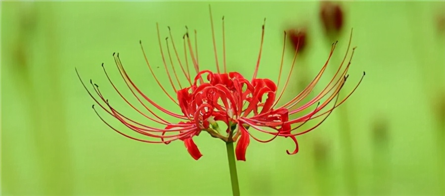 什么花的花语最黑暗(什么花的花语最黑暗也最光明)