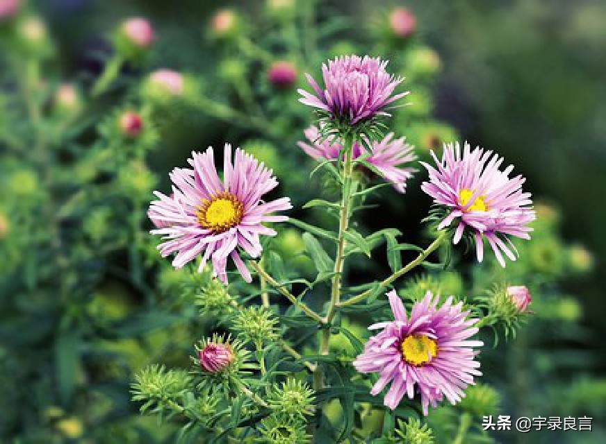 唯美正能量的优美句子摘抄，唯美励志的句子，好听精辟励志句子