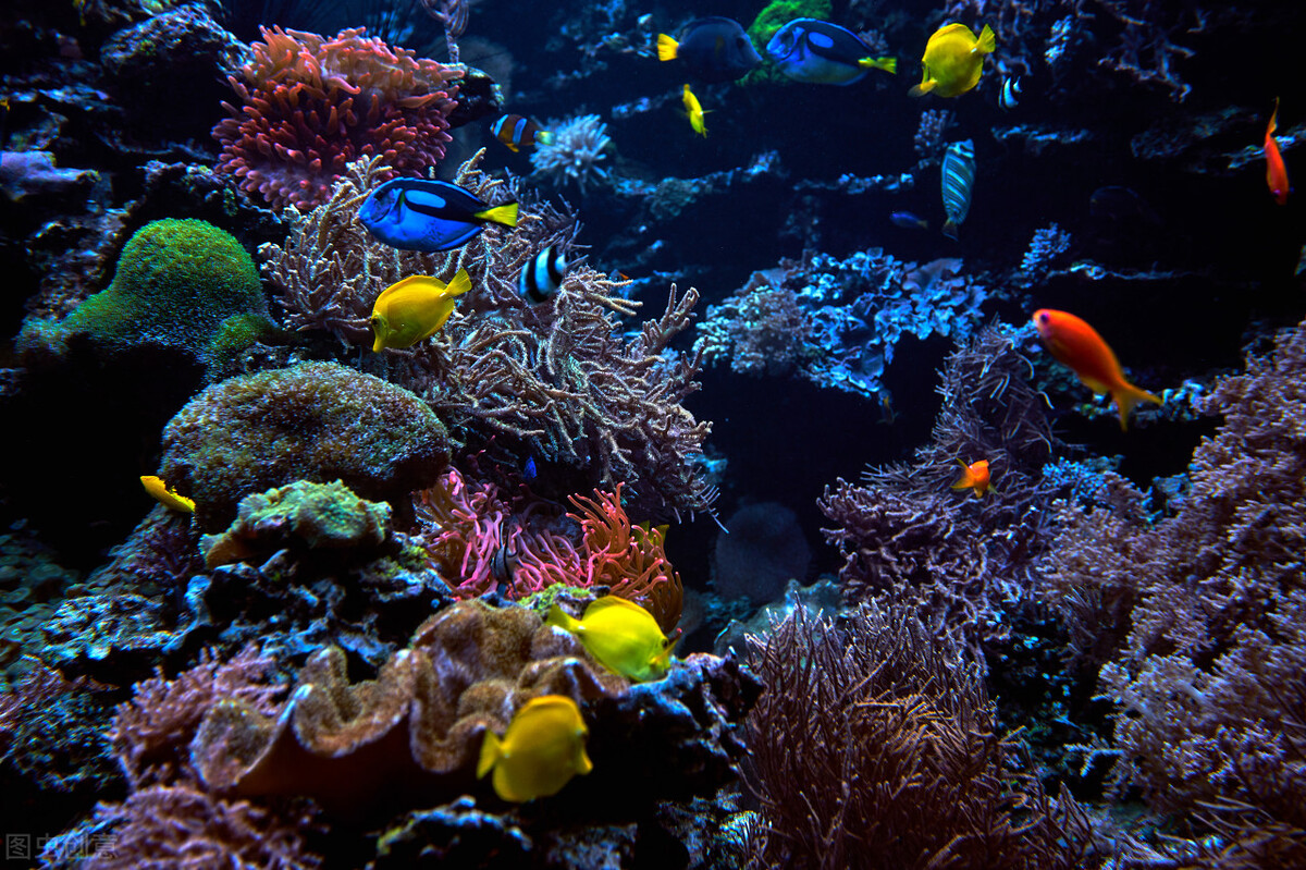 海底世界的资料,海底世界的资料简介