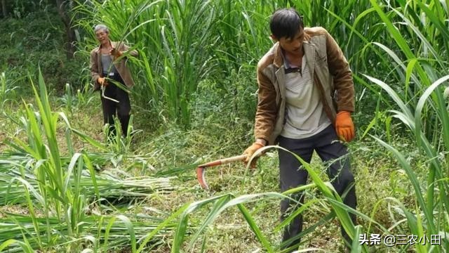 种植一次收益多年，农民种它“钱”景好，有想法的朋友已看到商机