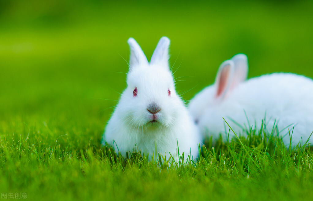 兔子的眼睛为什么是红色的，兔子眼睛发红怎么回事？