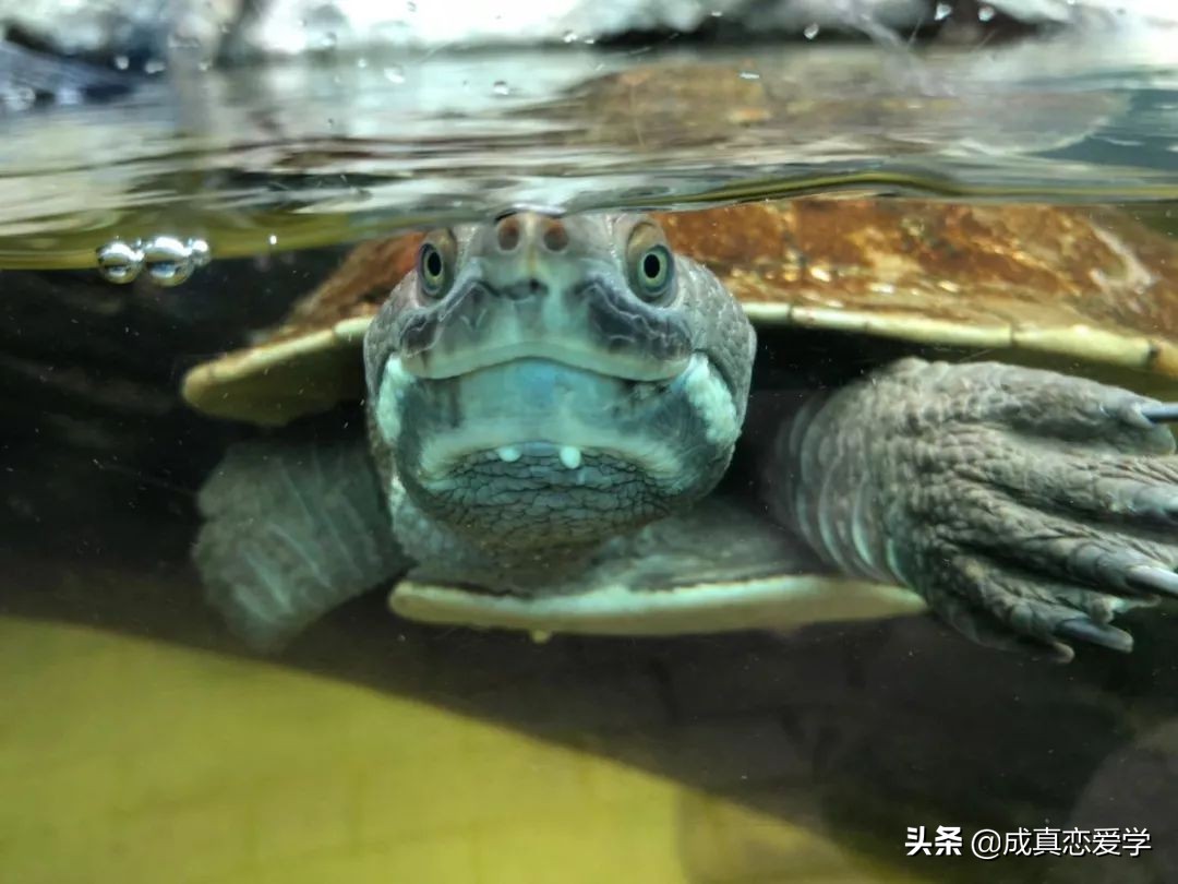 如果要给喜欢的人送礼物送什么呢（应该送给喜欢的人什么礼物）
