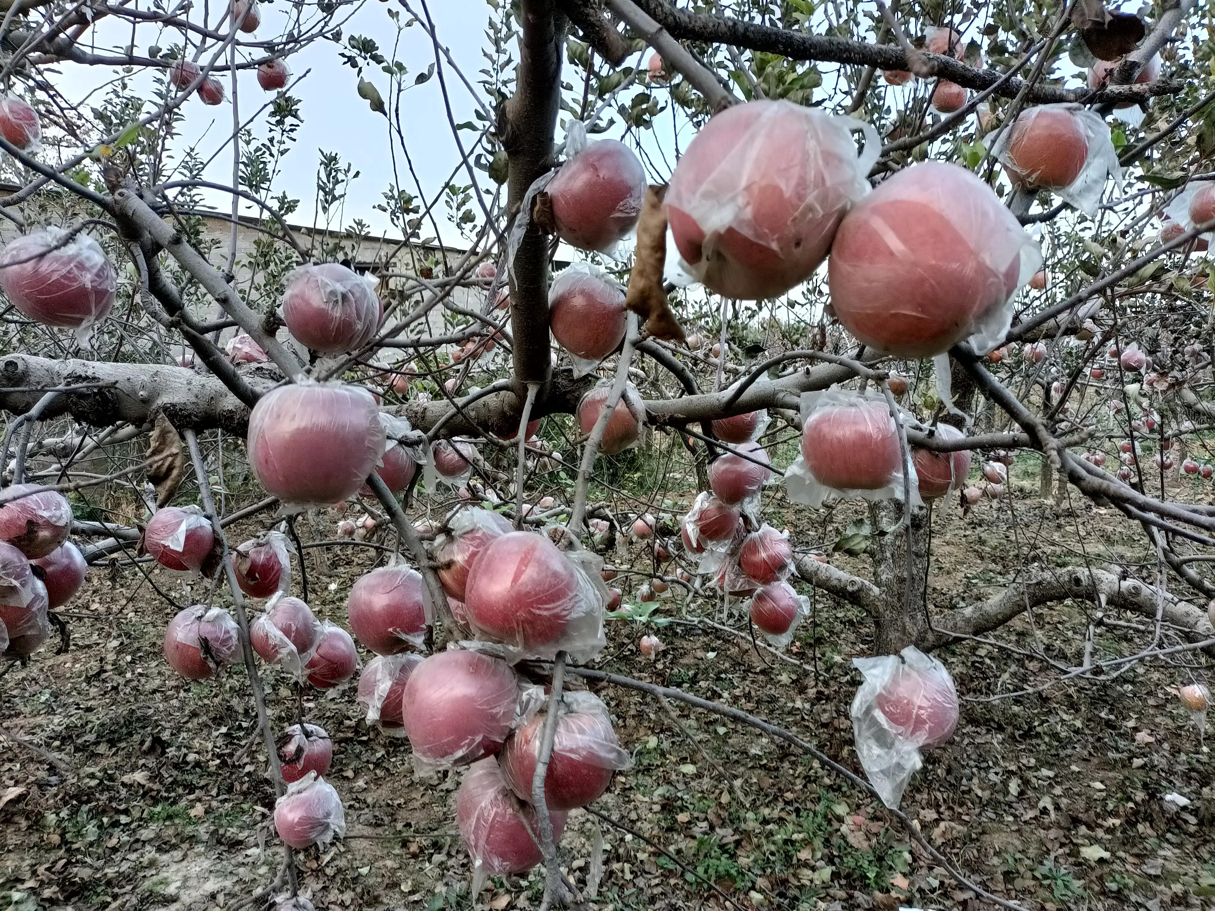 小寨村：灾后的苹果红艳艳