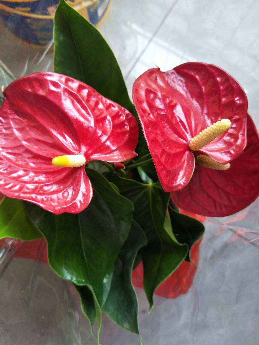 4种旺运花，花开大红色，养在家“招财显富贵”