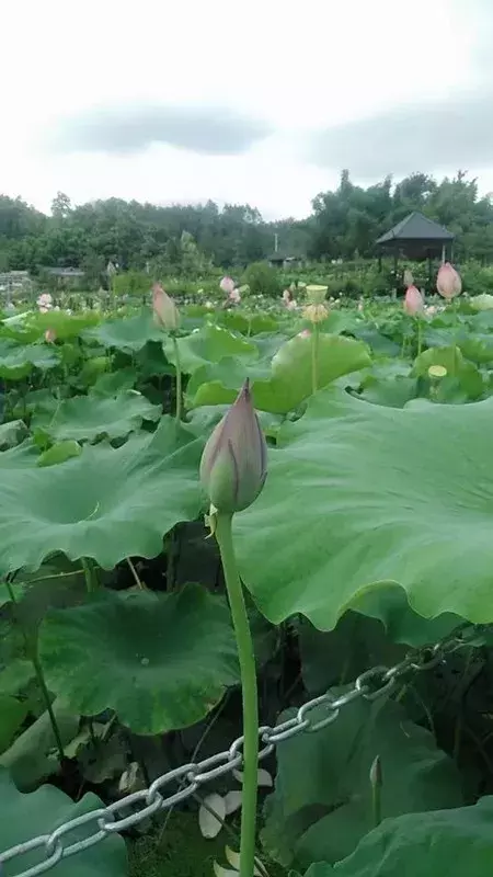 盈盈芙蕖水中开，菡萏尽放，千娇百媚~与君共赏这一池荷香