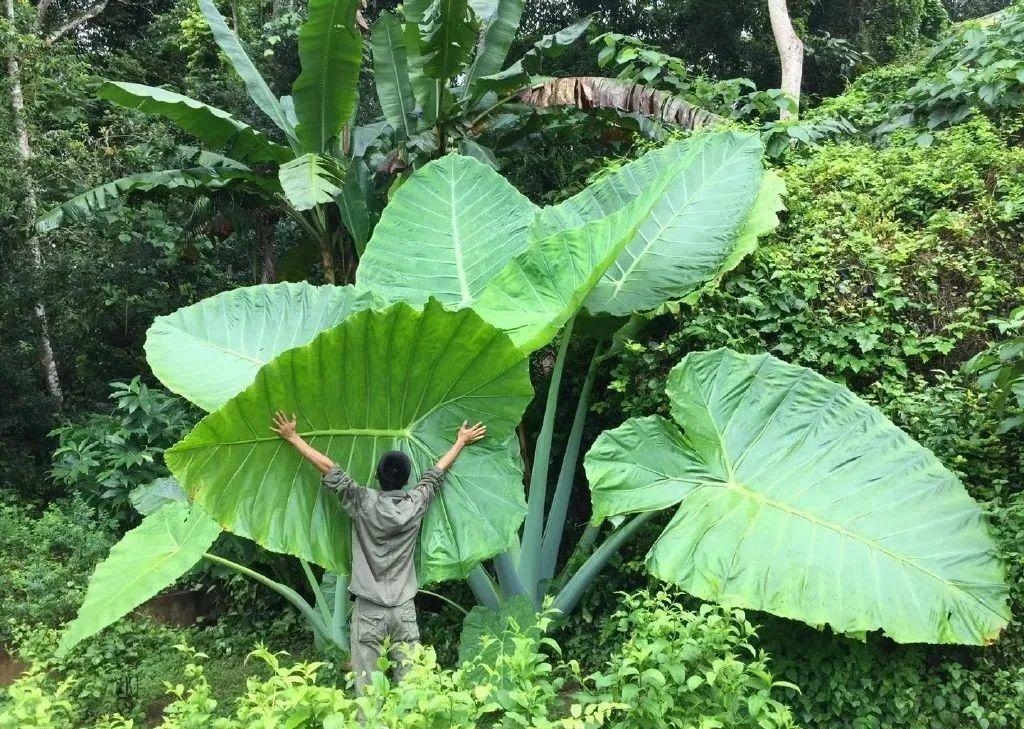 象耳芋是什么（盘点自然界里超大观的叶植物）