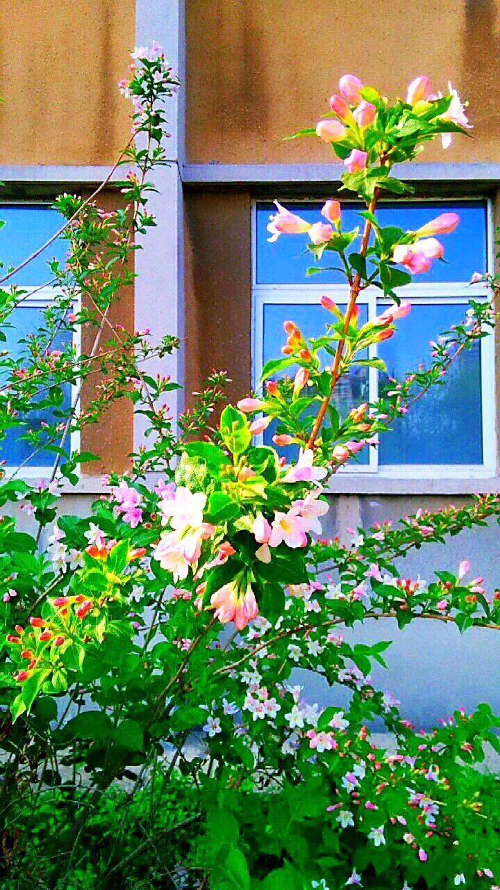 四季锦带~花色艳丽,耐寒耐旱,是东北、华北地区重要的灌木花卉
