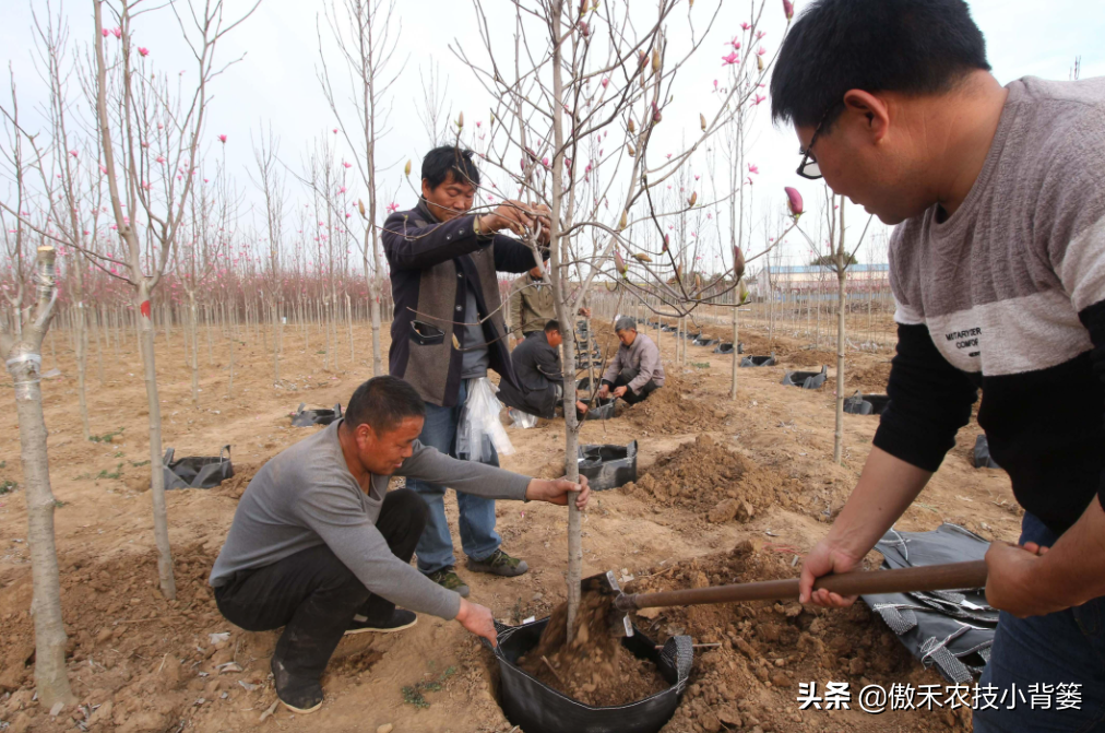 北方秋季植树最佳时间（北方最适合植树的黄金时间）